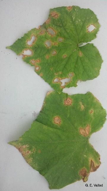 Figure 3. Cucumber leaf exhibiting symptoms of anthracnose caused by C. orbiculare. Notice how lesions are more rounded and that the tissue within the necrotic lesions is falling out.